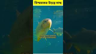 বিস্ময়কর উড়ন্ত মাছ যেগুলো পাখির মত আকাশে উড়ে! Flying Fish: Strangest Fish That Can Fly Like Birds!