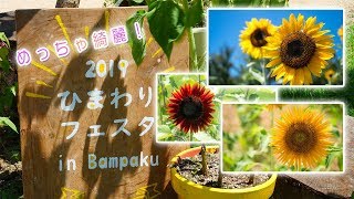 【4k60p】万博記念公園のひまわりが綺麗すぎた！熱中症になりかけた