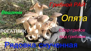 ГРИБАЛКА | ГРИБНАЯ ЄЙФОРИЯ | ОПЯТА, ВЕШАНКИ, РОГАТНИК, РЯДОВКА СКУЧЕННАЯ И МНОГО ДРУГИХ ГРИБОВ!