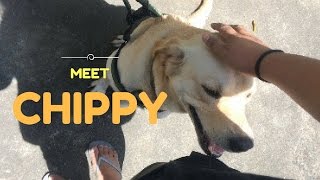 MEET CHIPPY!