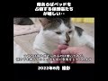 遠慮なくベッドを占領できるようになった保護猫たちが嬉しい 初老夫婦とねこ 保護猫 老猫 多頭飼い shorts