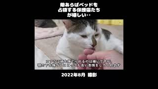 遠慮なくベッドを占領できるようになった保護猫たちが嬉しい #初老夫婦とねこ #保護猫 #老猫 #多頭飼い #shorts