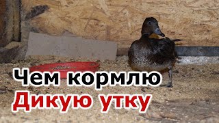 Чем кормлю дикую утку