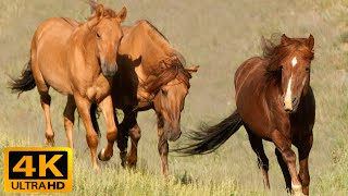 4K Video Ultra HD Relaxing Music - Wild Horses in 4k - Beautiful Relax Piano Music For Stress Relief