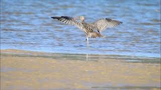 Eastern Curlews calling to keep in contact with each other