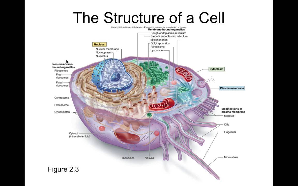 Chapter 2 Cell Structure And Cell Organisation Anjung