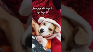 #cutepuppy #lovecare #leo the pitbull#doglover #youtubeshorts