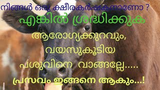 Risk Birth /Delivery on overdue cow ( പശുവിന്റെ  പ്രസവത്തിൽ ഉണ്ടാകുന്ന ബുദ്ധിമുട്ട് )