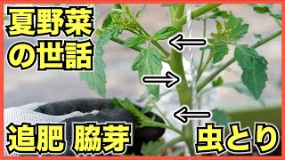 【家庭菜園】5月上旬に植えたトマトやナス, ピーマンなどの夏野菜のお世話【追肥, 脇芽取り, 誘引, 害虫駆除】