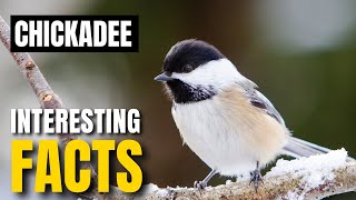 Discovering the Fascinating Facts of Chickadee | Interesting Facts | The Beast World
