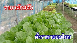 ราคาผักสลัดHydroponics \\#บ้านสวนกิตติธรา #ผักสลัด