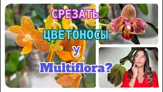 У каких ОРХИДЕЙ срезать цветоносы? Жизнь новых #орхидеи 2,5. Ответы на вопросы! 🤗 #phalaenopsis