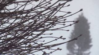 Snow turns into ice pellets What is this in Toronto Anil Kumar Diary 16 April 2020