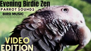 Evening Birdie Zen | HD Parrot TV VIDEO EDITION | 3+ Hours | Bird Room TV