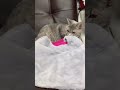 おうち抱っこ用激安簡単スリング🐱🐾！ shorts