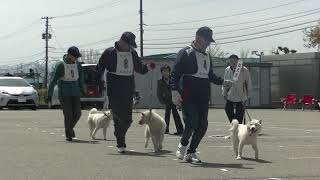 北海道犬協会　庄内支部展覧会　幼犬牡組　特良１席　希望　阿蘇はらの荘