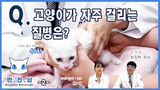 [반.전.남] 10. Q.고양이가 자주 걸리는 질병은? (2)