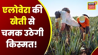 Aloe Vera Farming | एलोवेरा की खेती से कमाएं मुनाफा,जानिए कब करें Aloe Vera Ki Kheti?। Business Idea