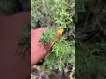 இந்த மரத்தின் பெயர் என்ன 🤔 ytshorts homegarden nursery plants villagelife