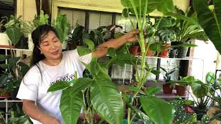 How my 8ft. long Tri-leaf wonder ( Syngonium Podophyllum ) Plant became so lush in minutes