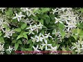 clematis vine ranjai morvel beautiful highly fragrant white flowers रानजाई मोरवेल easy to grow