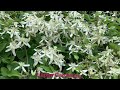 clematis vine ranjai morvel beautiful highly fragrant white flowers रानजाई मोरवेल easy to grow