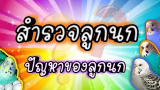 #ปัญหาที่เกิดกับลูกนก #สำรวจลูกนก #วิธีดูแลนก