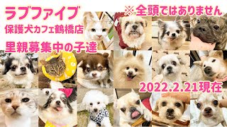 【保護犬カフェ】鶴橋店で里親募集中の子達 2022.2.21現在