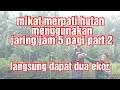 mikat merpati hutan menggunakan jaring