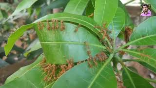 Weaver Ants built nest on tree leafs | தையற்கார எறும்பு | Tamil | Explained | Subtitles | kohsawild