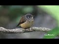 ferruginous flycatcher