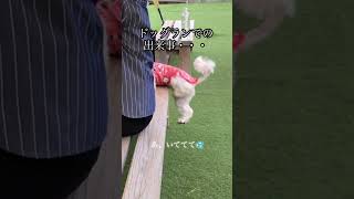 ドッグランでのある出来事・・・🐕#shorts