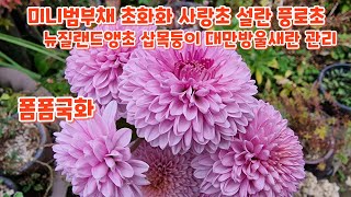 #미니범부채 #초화화 #사랑초 #설란 #대만방울새란 #풍로초 #국화 관리하기