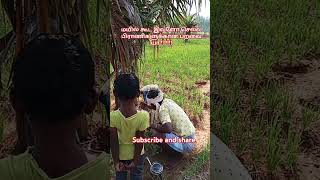 மயில் கூட இவளோ செல்ல பிராணிகளுக்கான பறவை யா??#villagelife #birds #pets#animals