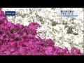 荒川河川敷に巨大フラワーアート