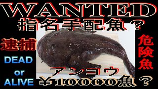 【鮟鱇】アンコウのさばき方