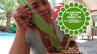 Planting with Jewelyn: Epiphyllum season + life update week 113 | ILOVEJEWELYN