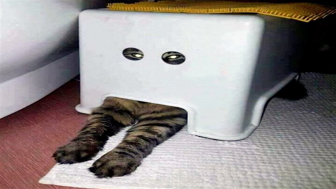 Funny Cat Memes Compilation Of 2022 Part 74 Cat World News