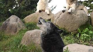 シンリンオオカミの合唱、遠吠え 旭山動物園 Timberwolf Howling at Asahiyama Zoo