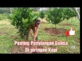 Perawatan piringan kopi dari gulma