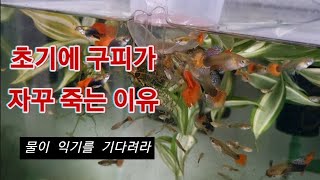 구피가 자꾸 죽죠?이유없이?