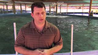 Commercial Corporate Sturgeon Aqua Farms