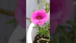 [ Moss Rose ]   大花牡丹   大花牡丹