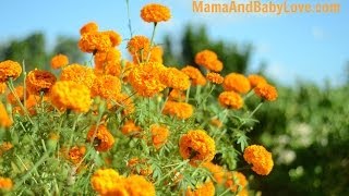 How to Make Marigold Tea