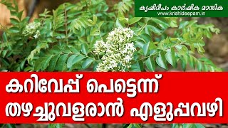 കറിവേപ്പ് പെട്ടെന്ന് തഴച്ചുവളരാൻ എളുപ്പവഴി | Curry Leaves Cultivation Tips in Malayalam