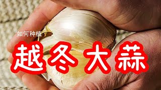 How to grow garlic ?