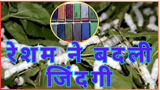 रेशम की खेती | रेशम कीट पालन की जानकारी | Silk Farming | सीखें कैसे करें | अच्छी कमाई