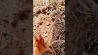 Angry Camel Spider Screaming