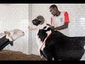 Senegal's fanciest sheep are not destined for slaughter, but lives of luxury