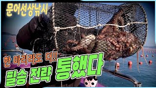 문어낚시 이렇게 했더니 반응이 확실히 다르네요/문어선상낚시/문어 낚시/octopus